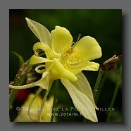 Aquilegia chrysantha 'Yellow Queen' (le jardin de la poterie Hillen).. www.poterie.fr